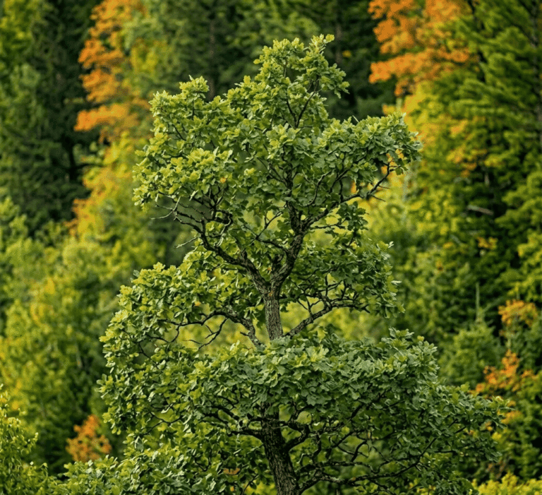 Climate Restoration Forests Summit 2026